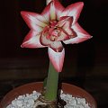 odmiana 'Blossom Peacock' - 7 stycznia 2010 #amarylis #BlossomPeacock #Hippeastrum #hydroponika