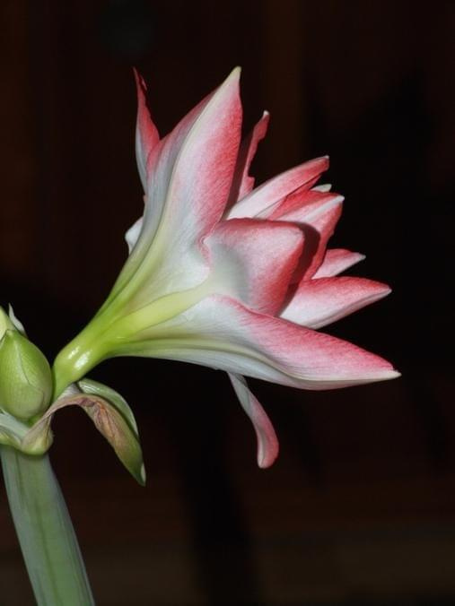 odmiana 'Blossom Peacock' - 7 stycznia 2010 #amarylis #BlossomPeacock #Hippeastrum #hydroponika