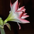 odmiana 'Blossom Peacock' - 7 stycznia 2010 #amarylis #BlossomPeacock #Hippeastrum #hydroponika