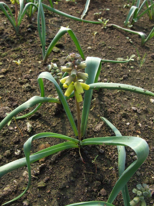 M. macrocarpum 'Golden Fragrance' - 31.03.2008