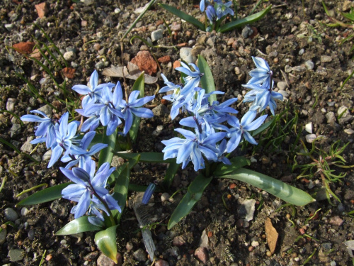 Scilla siberica 'Spring Beauty' ?