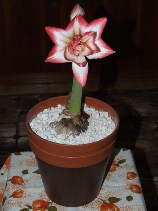 odmiana 'Blossom Peacock' - 7 stycznia 2010 #amarylis #BlossomPeacock #Hippeastrum #hydroponika