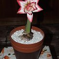 odmiana 'Blossom Peacock' - 7 stycznia 2010 #amarylis #BlossomPeacock #Hippeastrum #hydroponika