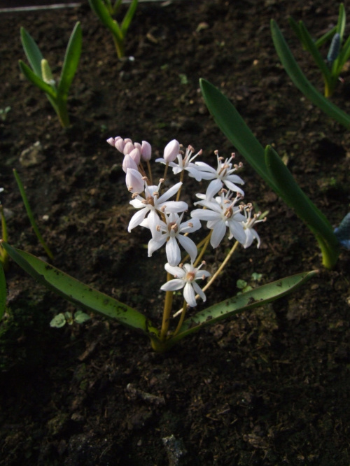 Scilla bifolia 'Rosea'