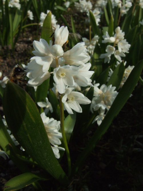 Puszkinia scilioides var. liban 'Alba'