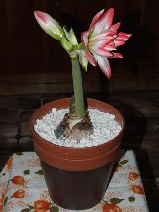 odmiana 'Blossom Peacock' - 7 stycznia 2010 #amarylis #BlossomPeacock #Hippeastrum #hydroponika