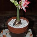 odmiana 'Blossom Peacock' - 7 stycznia 2010 #amarylis #BlossomPeacock #Hippeastrum #hydroponika