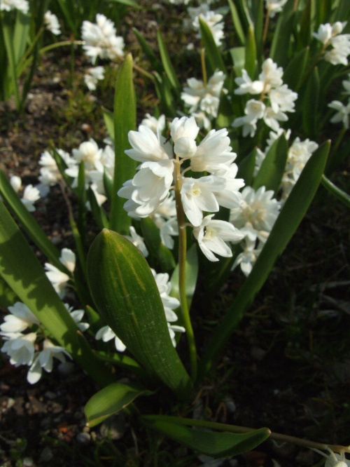 Puszkinia scilioides var. liban 'Alba'