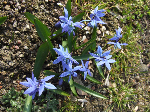 Scilla siberica