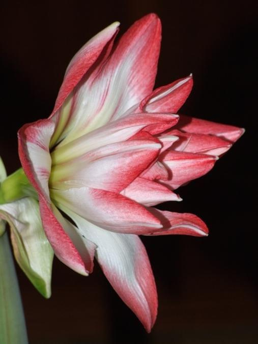 odmiana 'Blossom Peacock' - 7 stycznia 2010 #amarylis #BlossomPeacock #Hippeastrum #hydroponika