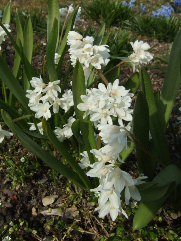 Puszkinia scilioides var. liban 'Alba'