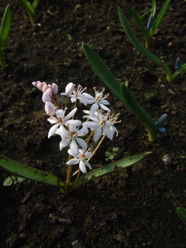 Scilla bifolia 'Rosea'