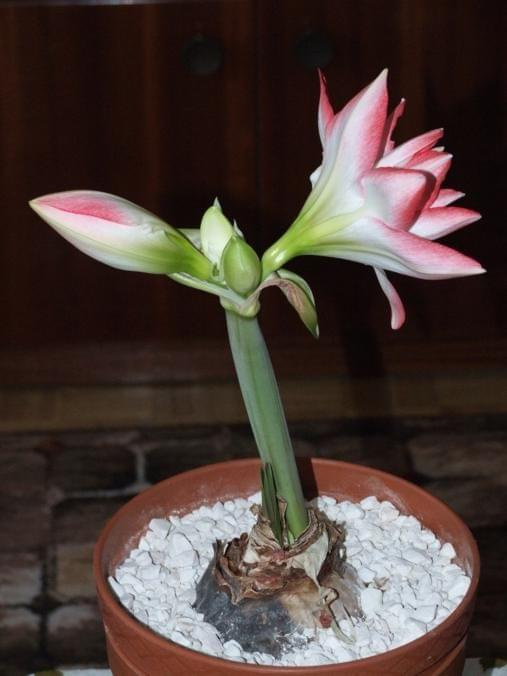 odmiana 'Blossom Peacock' - 7 stycznia 2010 #amarylis #BlossomPeacock #Hippeastrum #hydroponika