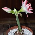 odmiana 'Blossom Peacock' - 7 stycznia 2010 #amarylis #BlossomPeacock #Hippeastrum #hydroponika