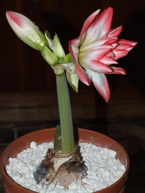 odmiana 'Blossom Peacock' - 7 stycznia 2010 #amarylis #BlossomPeacock #Hippeastrum #hydroponika