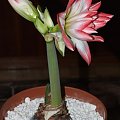 odmiana 'Blossom Peacock' - 7 stycznia 2010 #amarylis #BlossomPeacock #Hippeastrum #hydroponika