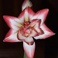 odmiana 'Blossom Peacock' - 7 stycznia 2010 #amarylis #BlossomPeacock #Hippeastrum #hydroponika