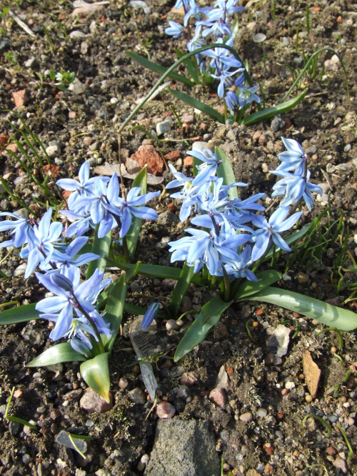 Scilla siberica 'Spring Beauty' ?