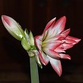 odmiana 'Blossom Peacock' - 7 stycznia 2010 #amarylis #BlossomPeacock #Hippeastrum #hydroponika