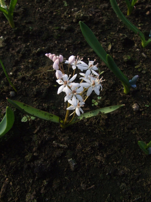 Scilla bifolia 'Rosea'