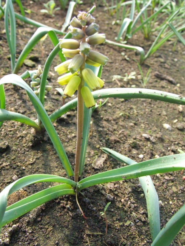 M. macrocarpum 'Golden Fragrance' - 31.03.2008