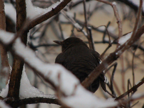 nie wiem co to za jeden ale siedział sobie w krzaczkach:) #ptak #zima #gałęzie