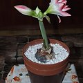 odmiana 'Blossom Peacock' - 7 stycznia 2010 #amarylis #BlossomPeacock #Hippeastrum #hydroponika