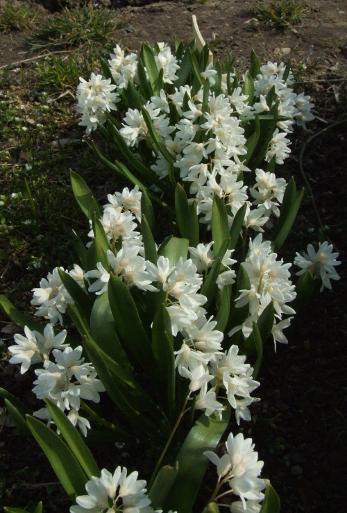 Puszkinia scilioides var. liban 'Alba'