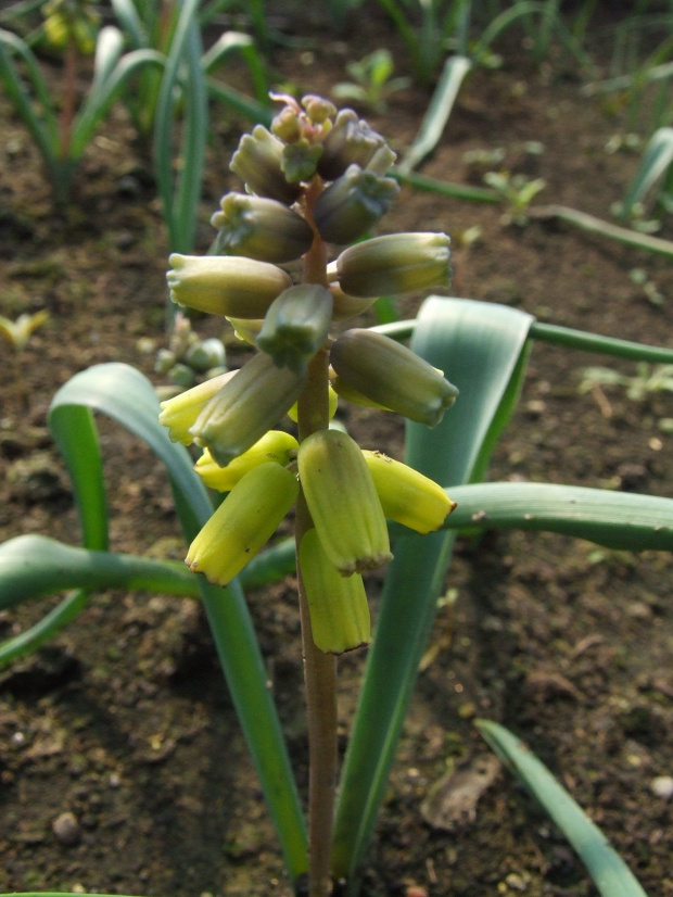 M. macrocarpum 'Golden Fragrance' - 31.03.2008