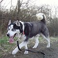 Yuki szuka domu #Husky