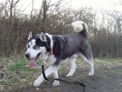 Yuki szuka domu #Husky