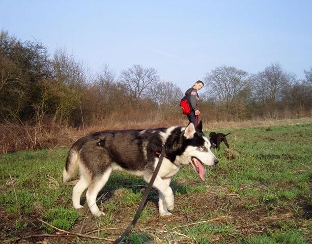 Yuki szuka domu #Husky