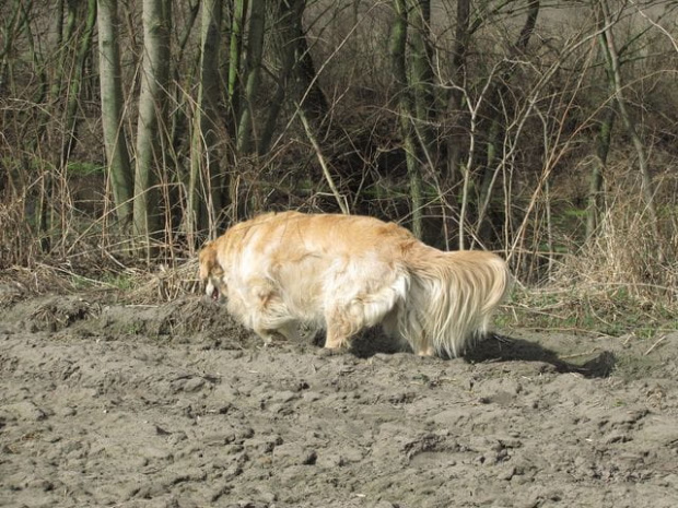 Śliczna kita.