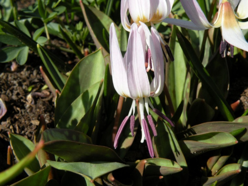 Erythronium