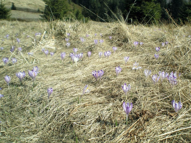 Krokusy w Gorcach #góry #beskidy #gorce #wiosna #krokusy