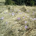 Krokusy w Gorcach #góry #beskidy #gorce #wiosna #krokusy