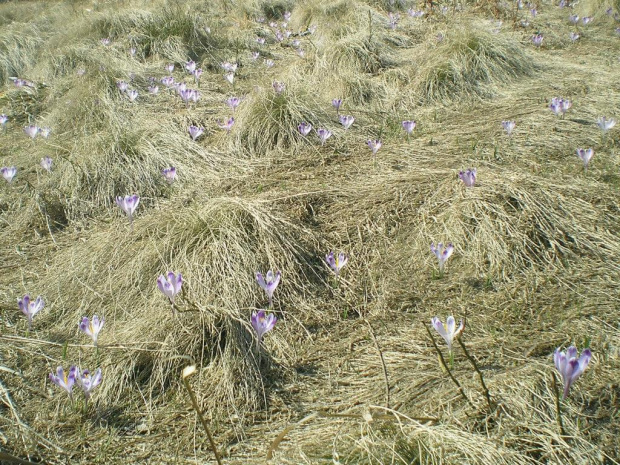 Krokusy w Gorcach #góry #beskidy #gorce #wiosna #krokusy