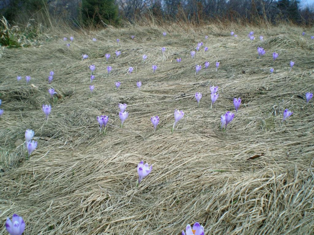 Krokusy w Gorcach #góry #beskidy #gorce #wiosna #krokusy