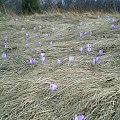 Krokusy w Gorcach #góry #beskidy #gorce #wiosna #krokusy