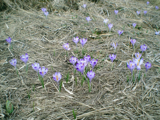 Krokusy w Gorcach #góry #beskidy #gorce #wiosna #krokusy