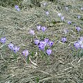 Krokusy w Gorcach #góry #beskidy #gorce #wiosna #krokusy