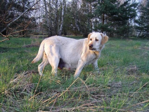 #labrador