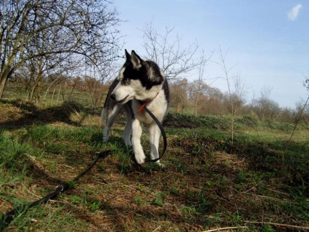 Yuki szuka domu #Husky