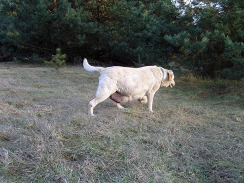 #labrador