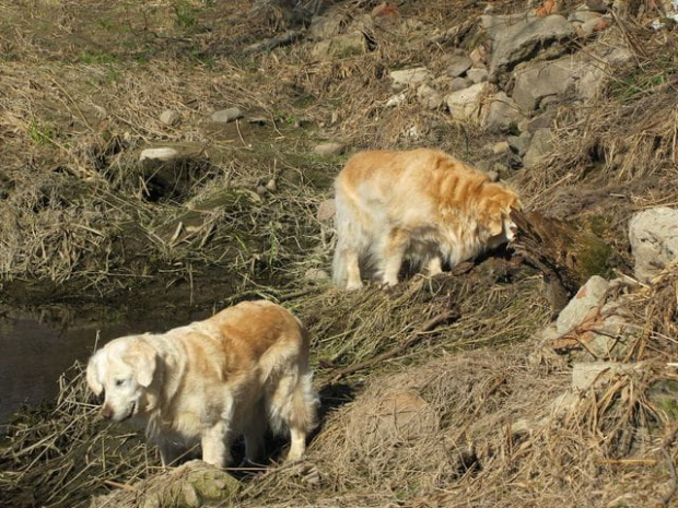 muszą przecież skontrolować ubobrzone strefy