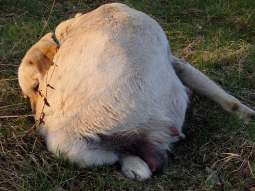 #labrador