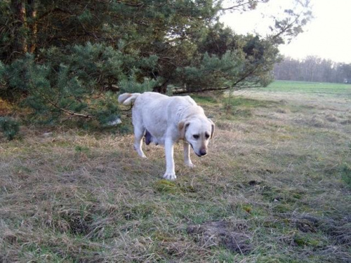 #labrador