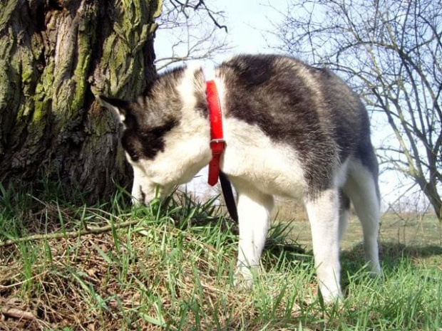 Yuki szuka domu #Husky