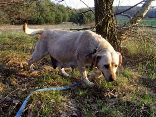 #labrador