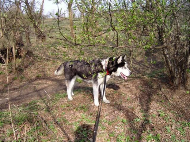 Yuki szuka domu #Husky